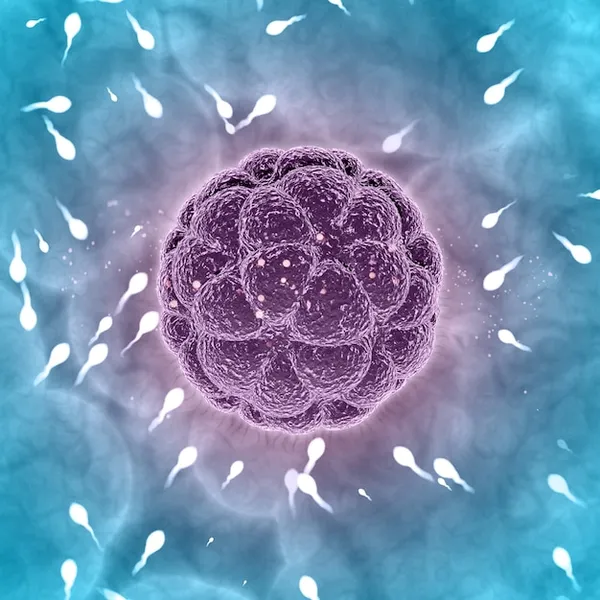 El impacto del sistema inmunologico en la implantacion embrionaria